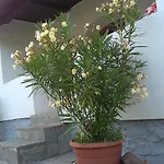 Balaton Prázdninový dům *